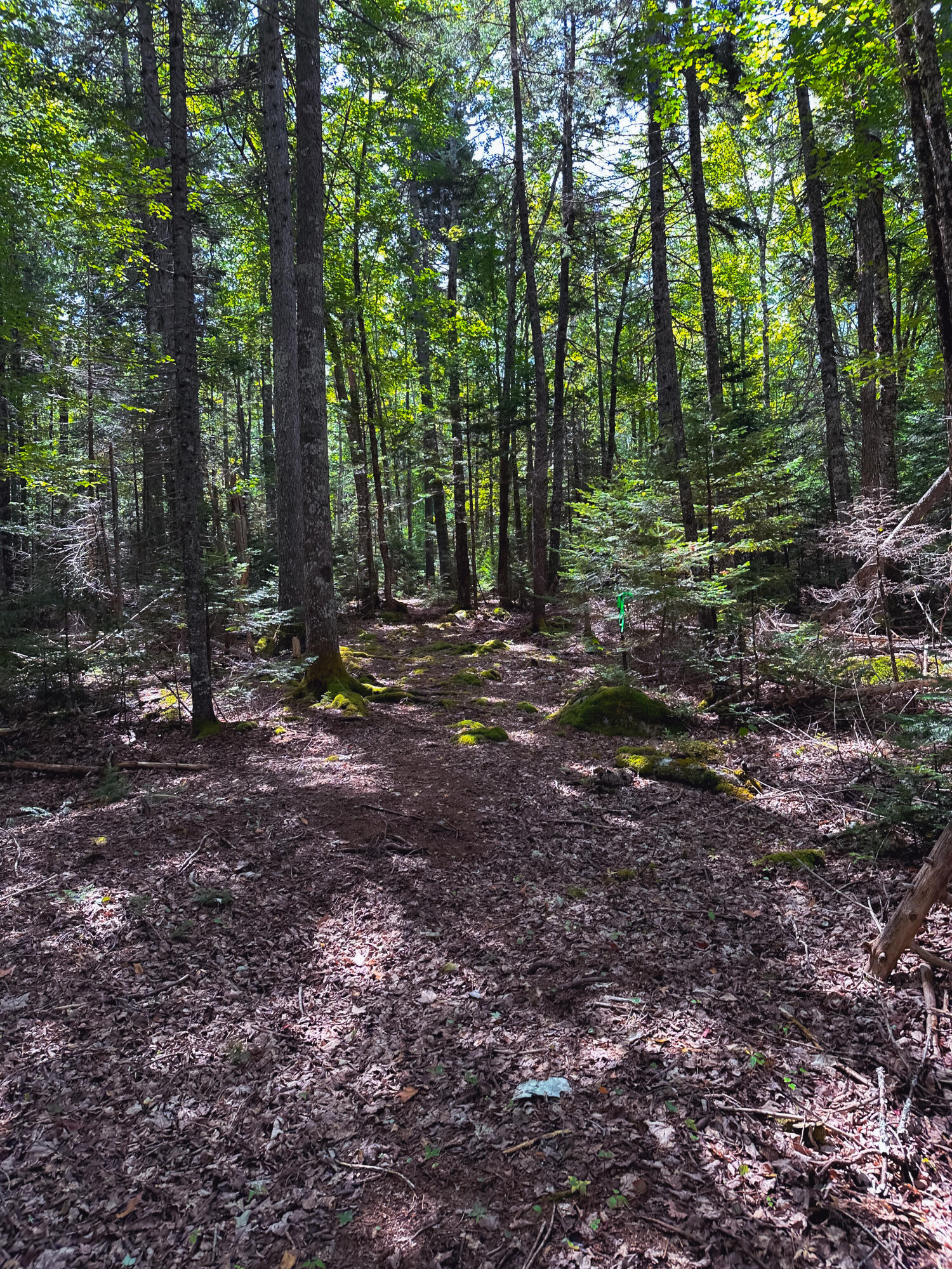 50-52A-54 Old County Road Sedgwick ME 04676