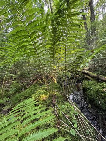 50-52A-54 Old County Road Sedgwick ME 04676