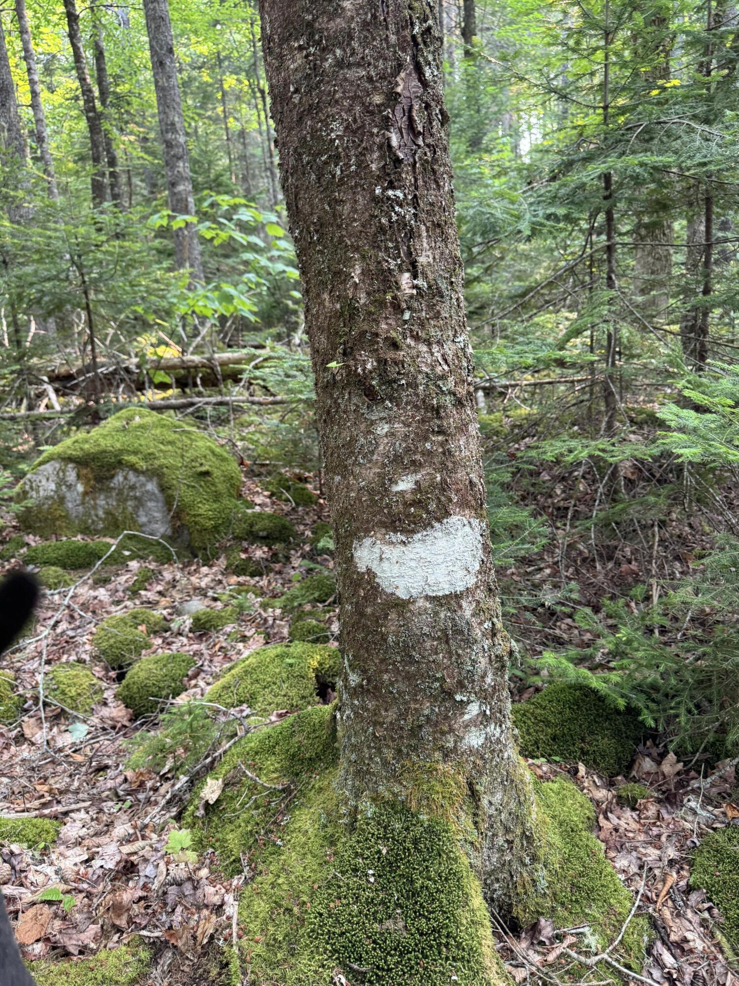 50-52A-54 Old County Road Sedgwick ME 04676