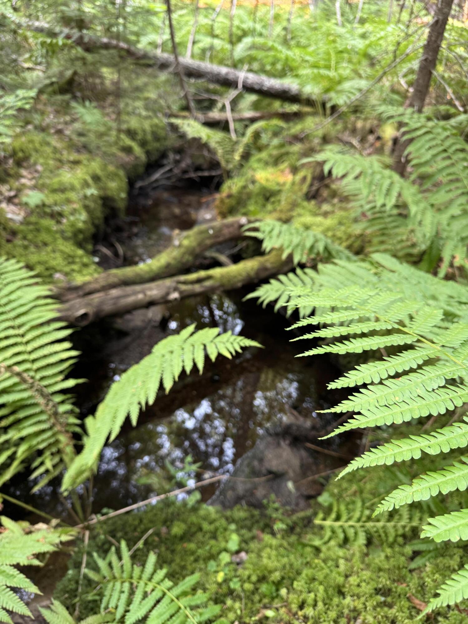 50-52A-54 Old County Road Sedgwick ME 04676