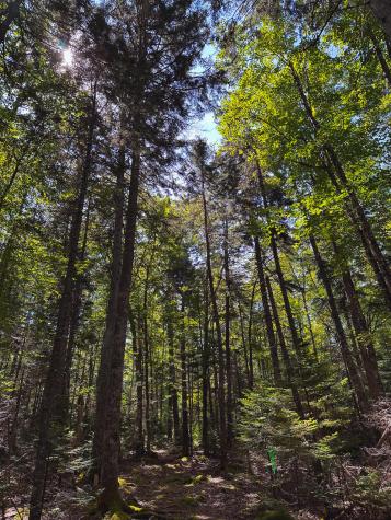 50-52A-54 Old County Road Sedgwick ME 04676