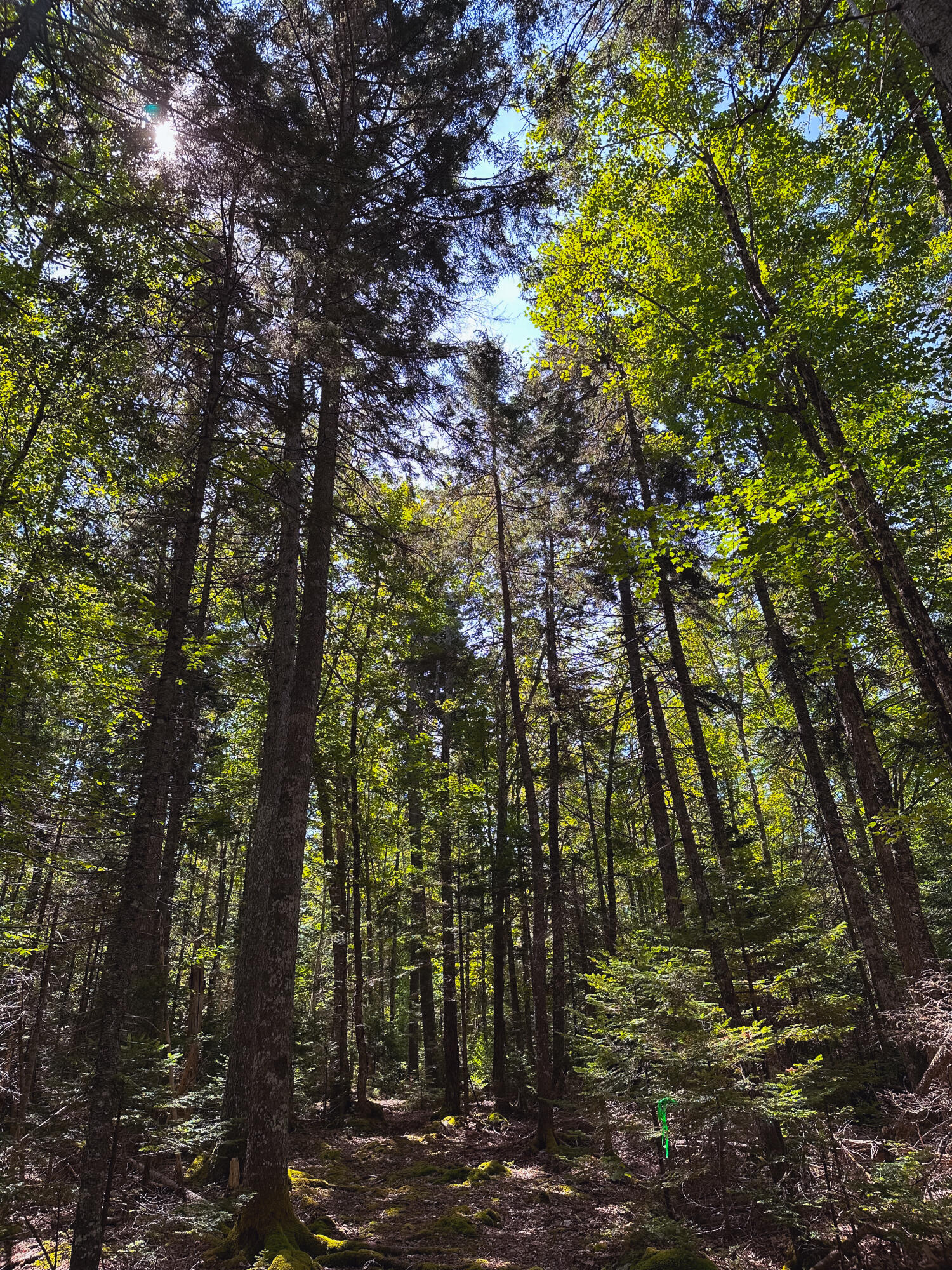 50-52A-54 Old County Road Sedgwick ME 04676