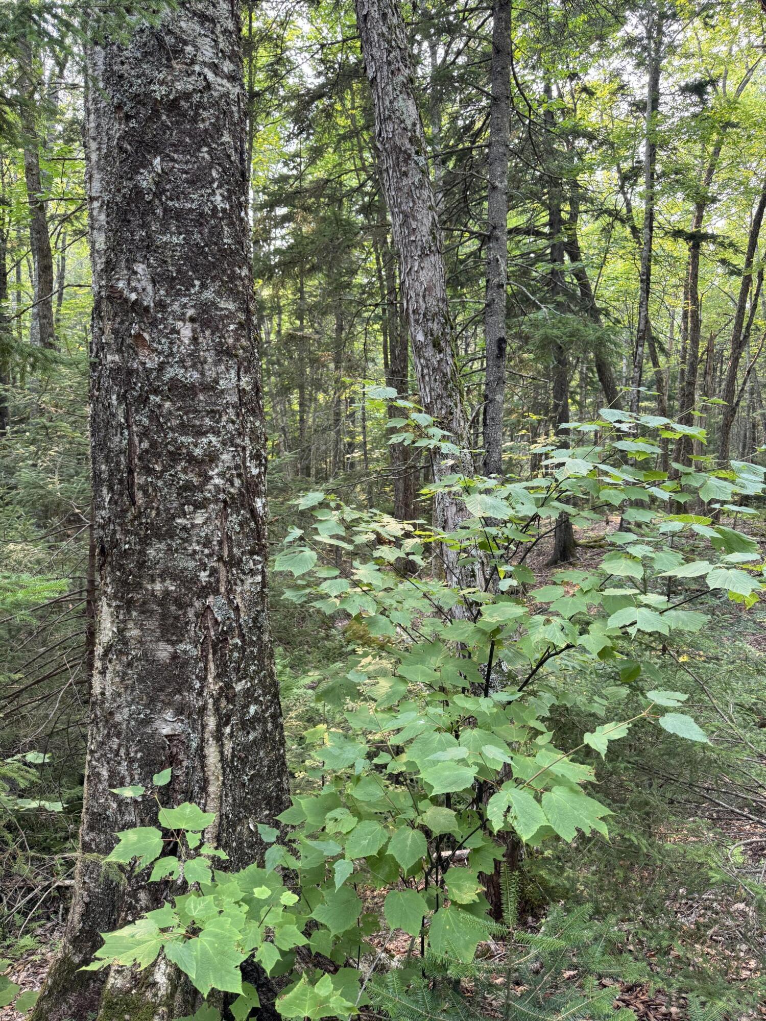 50-52A-54 Old County Road Sedgwick ME 04676