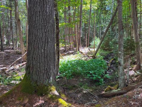 50-52A-54 Old County Road Sedgwick ME 04676