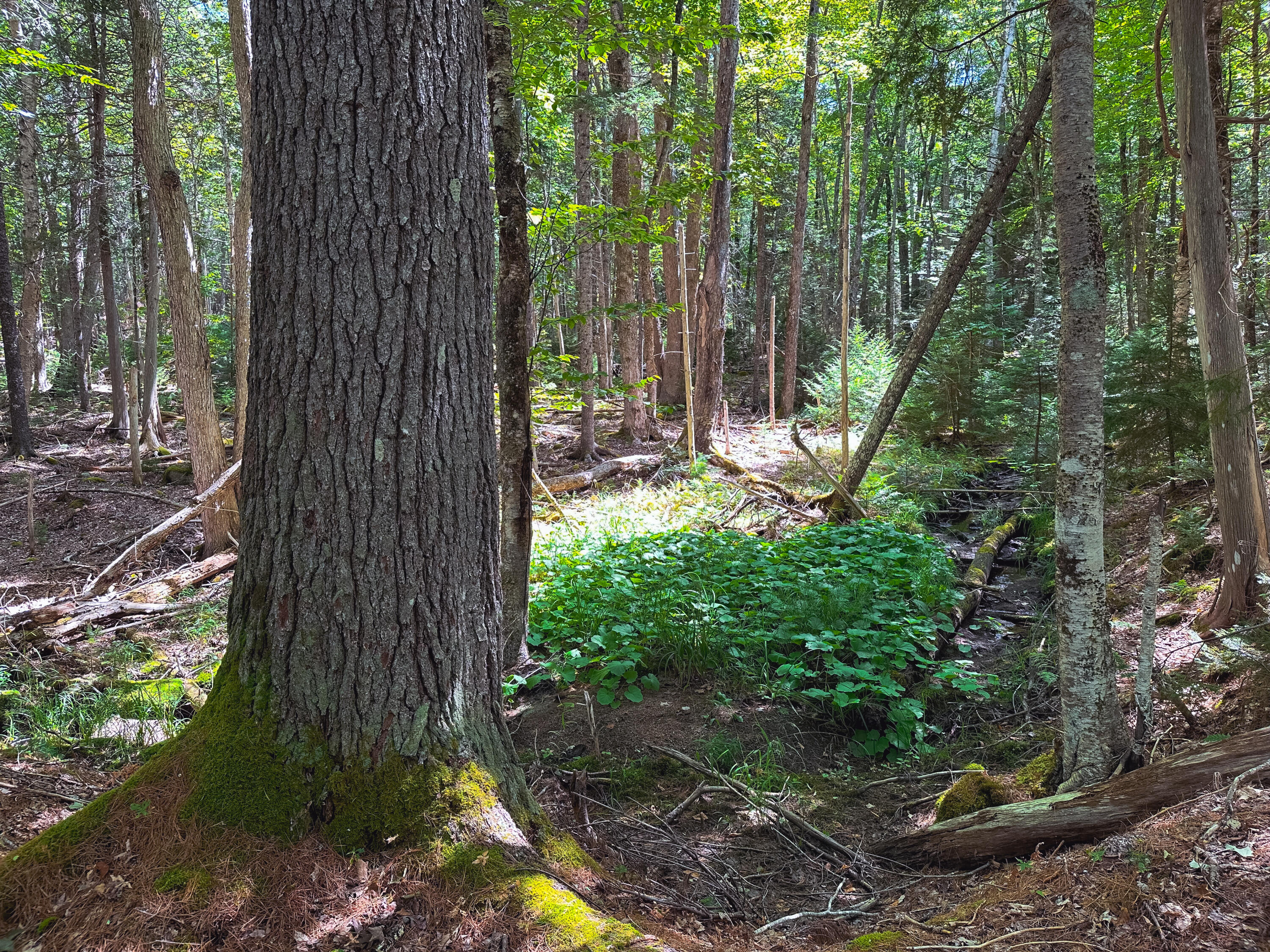 50-52A-54 Old County Road Sedgwick ME 04676