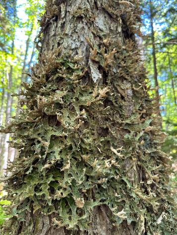 50-52A-54 Old County Road Sedgwick ME 04676