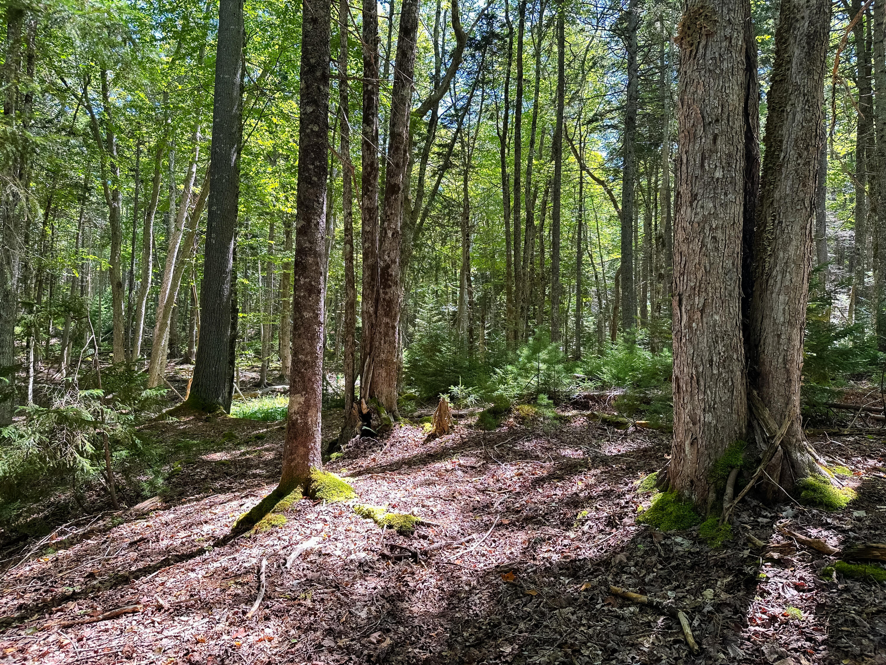 50-52A-54 Old County Road Sedgwick ME 04676