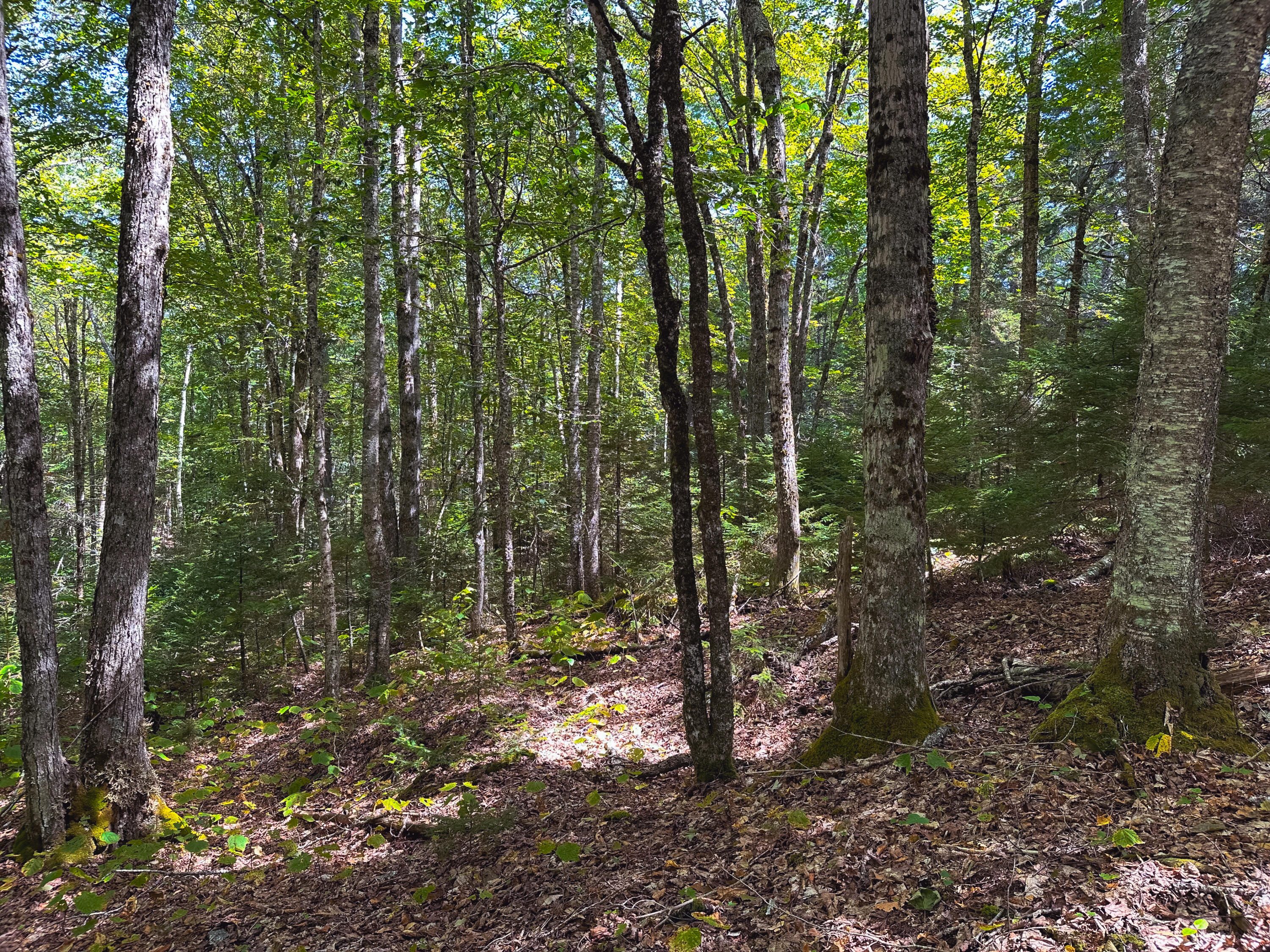 50-52A-54 Old County Road Sedgwick ME 04676