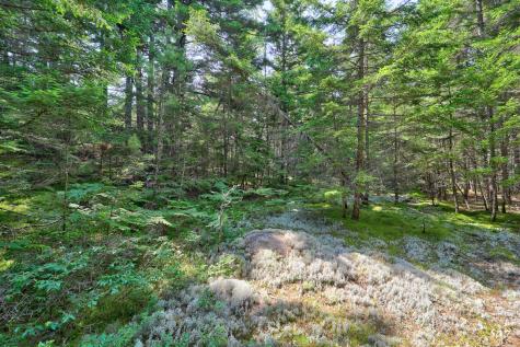Lot 3 Bear Springs Lane Surry ME 04684