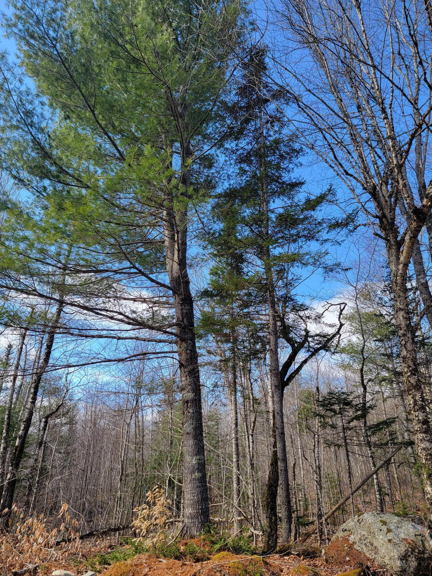 Lot #6 Hardwood Ridge Road Deblois ME 04622