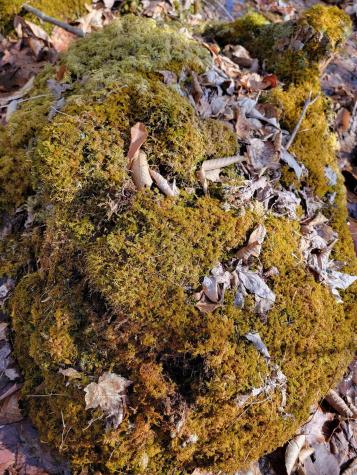 Lot #6 Hardwood Ridge Road Deblois ME 04622