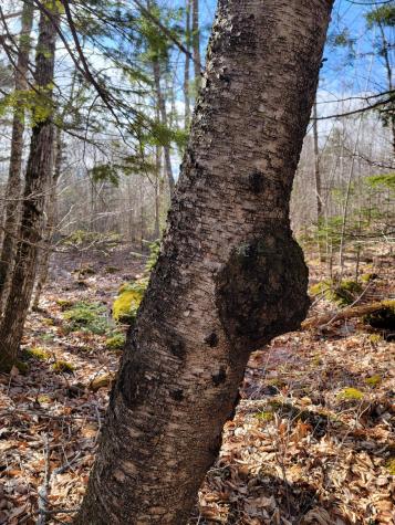 Lot #6 Hardwood Ridge Road Deblois ME 04622