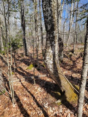 Lot #6 Hardwood Ridge Road Deblois ME 04622