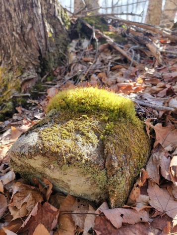 Lot #6 Hardwood Ridge Road Deblois ME 04622