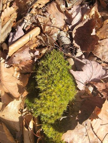 Lot #6 Hardwood Ridge Road Deblois ME 04622