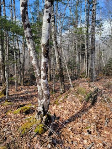 Lot #6 Hardwood Ridge Road Deblois ME 04622