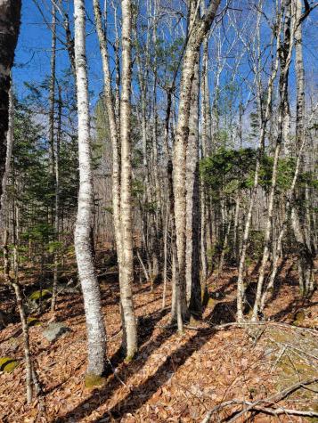 Lot #6 Hardwood Ridge Road Deblois ME 04622
