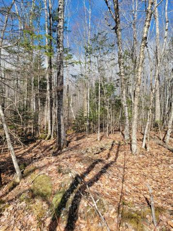 Lot #6 Hardwood Ridge Road Deblois ME 04622