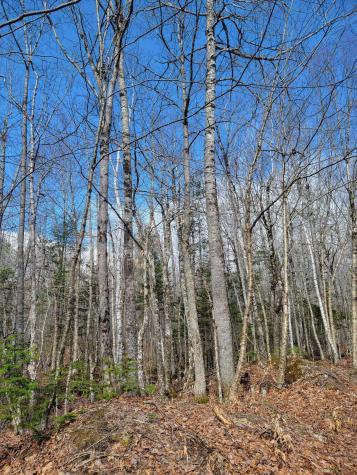 Lot #6 Hardwood Ridge Road Deblois ME 04622