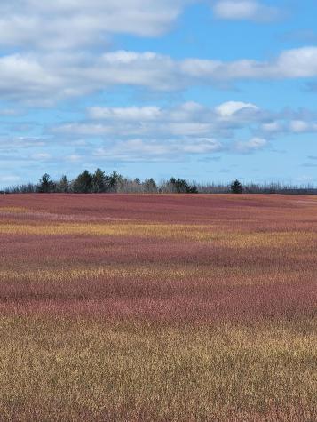 Lot #6 Hardwood Ridge Road Deblois ME 04622