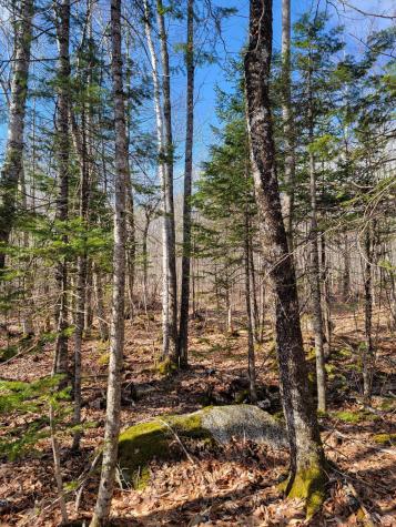Lot #6 Hardwood Ridge Road Deblois ME 04622