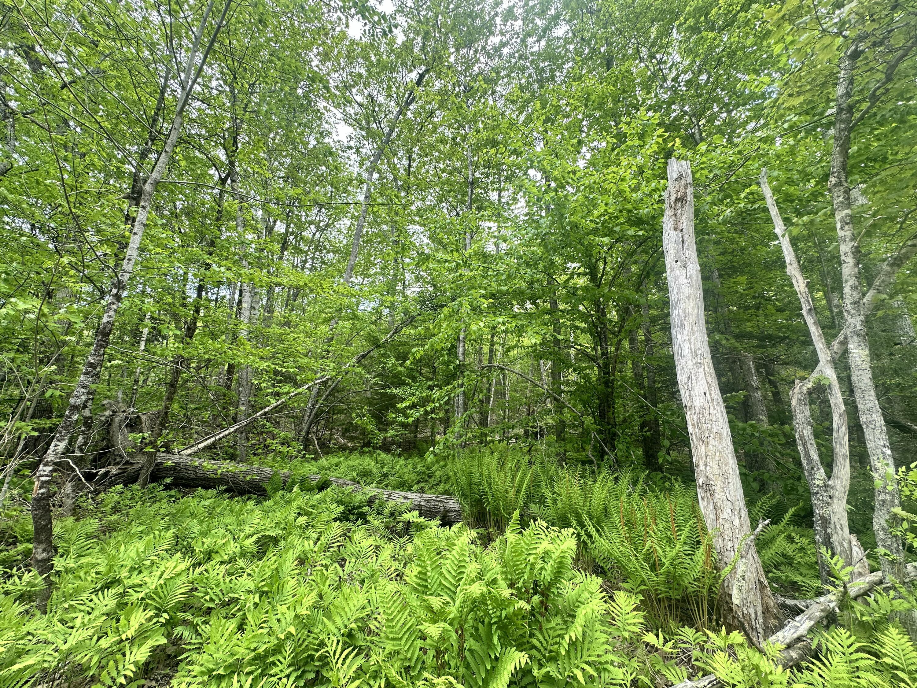 Lot #15 Greenacre Road Lincolnville ME 04849