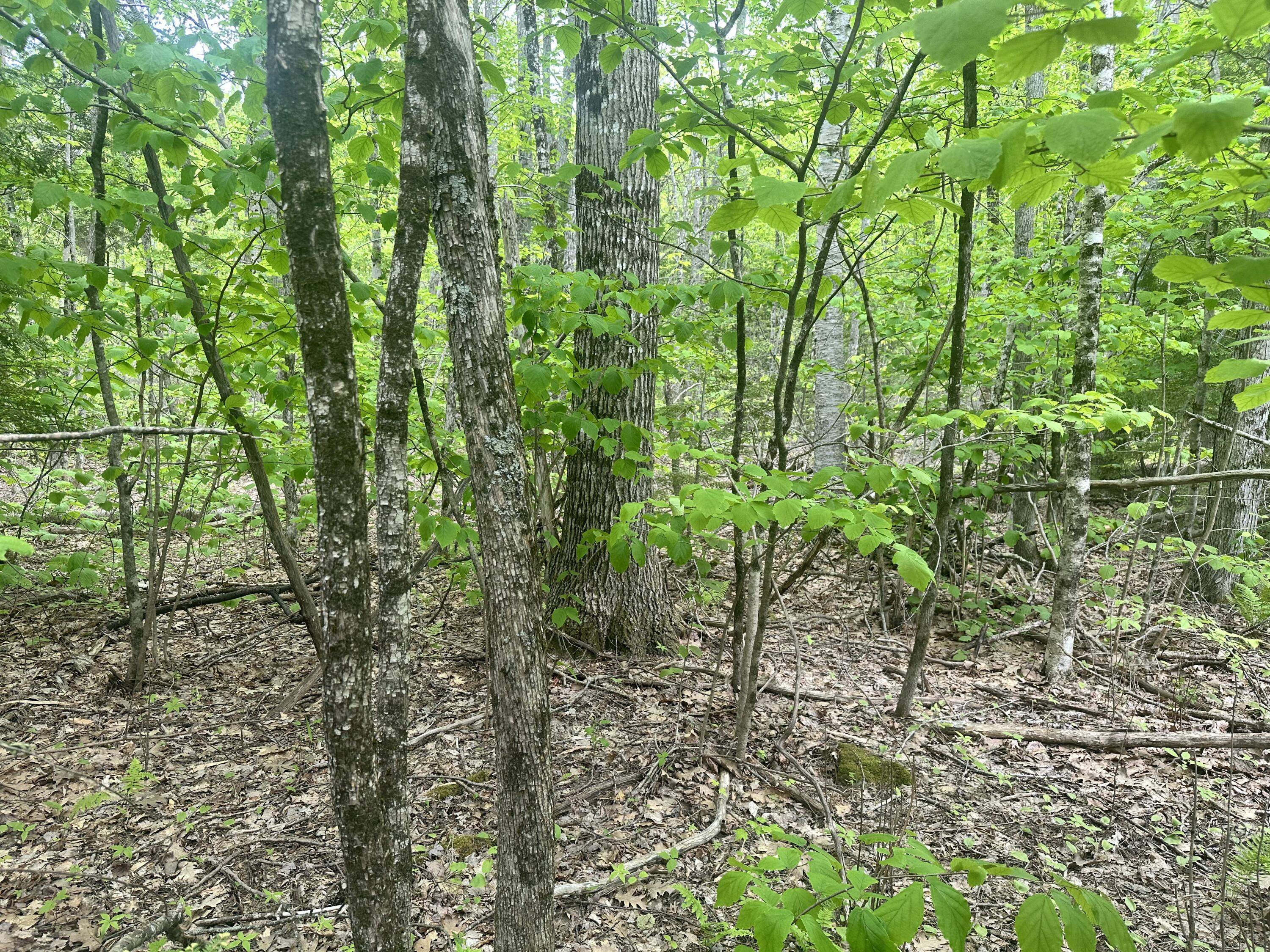 Lot #15 Greenacre Road Lincolnville ME 04849