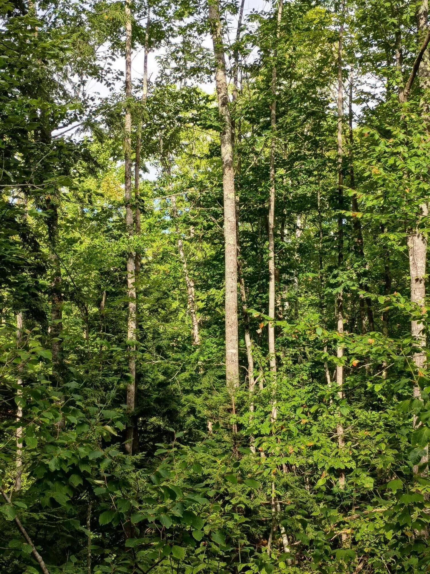 R13/038 Weeks Road Parsonsfield ME 04047