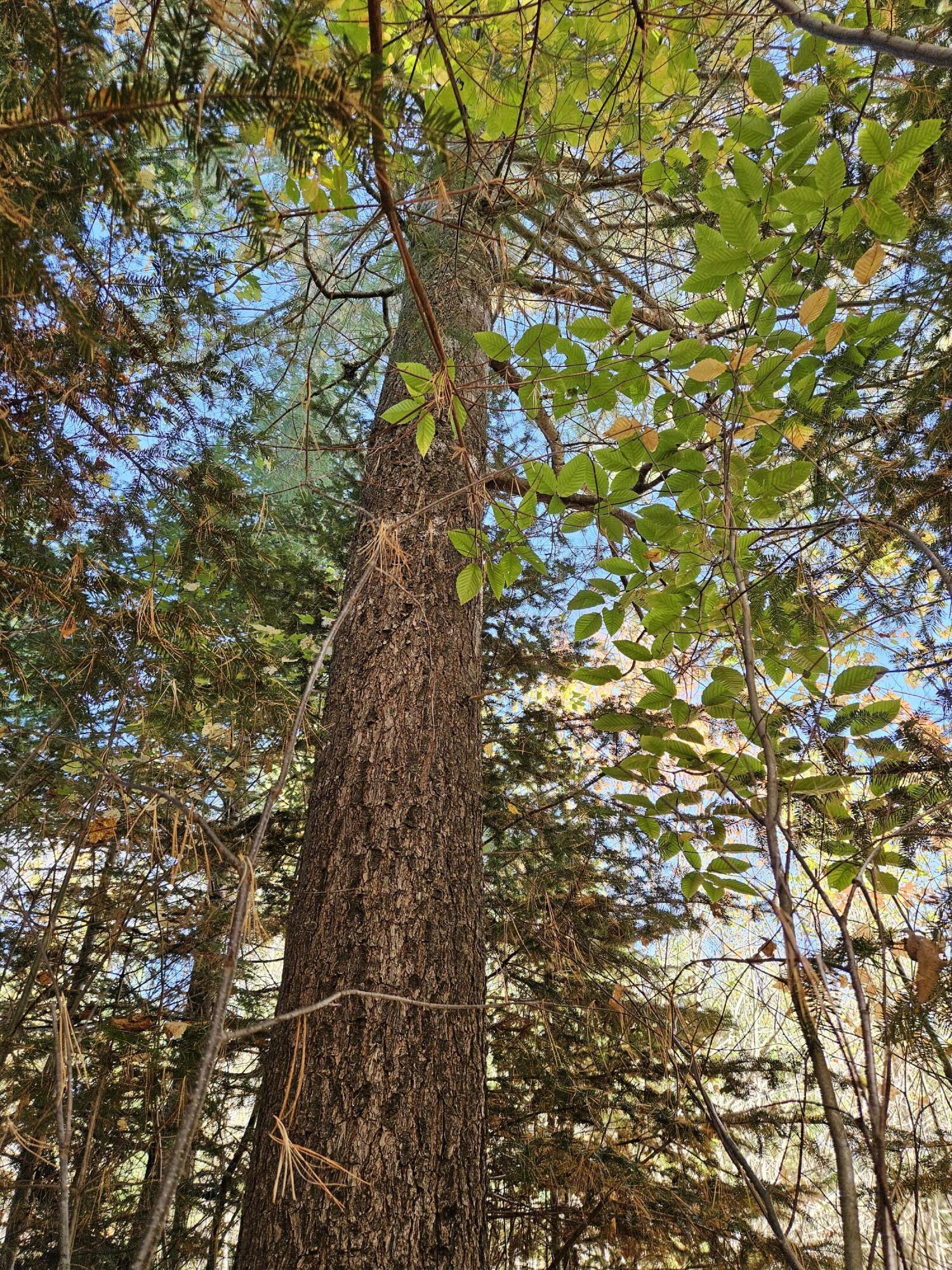 MR7 L31&37 Taylor Hill Road New Vineyard ME 04956