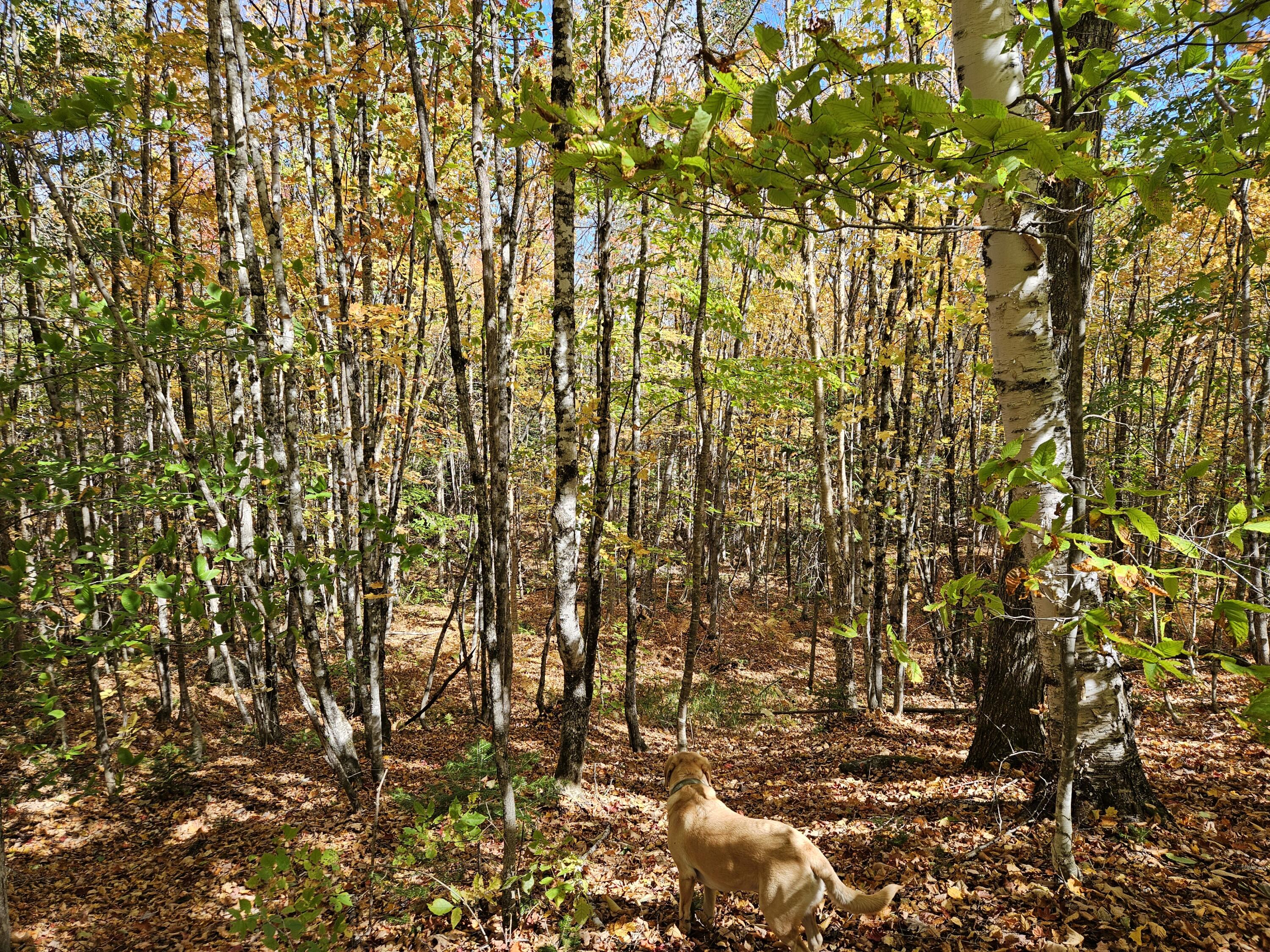 MR7 L31&37 Taylor Hill Road New Vineyard ME 04956