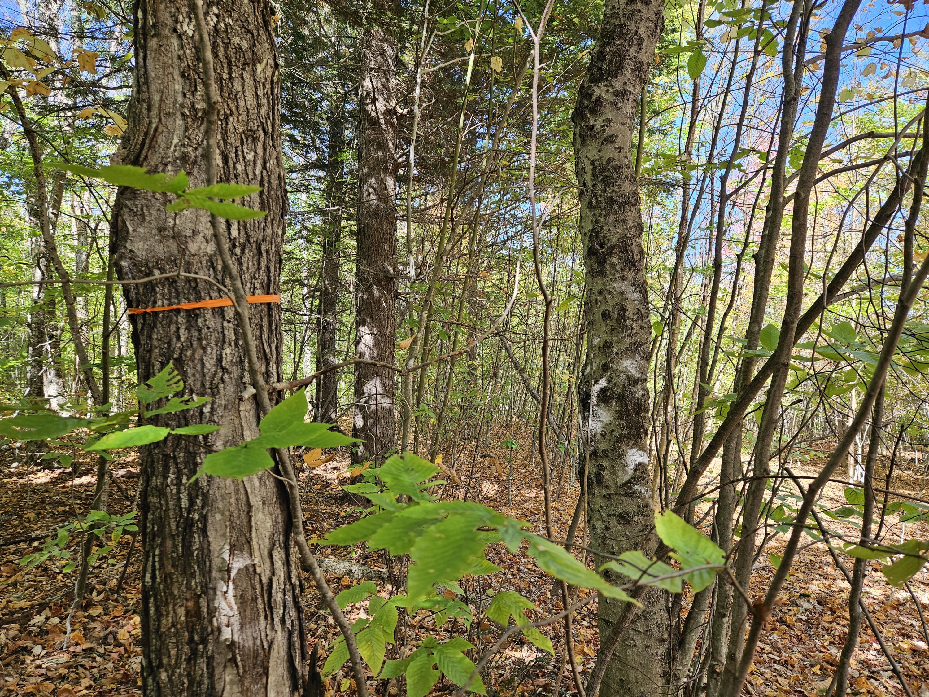 MR7 L31&37 Taylor Hill Road New Vineyard ME 04956