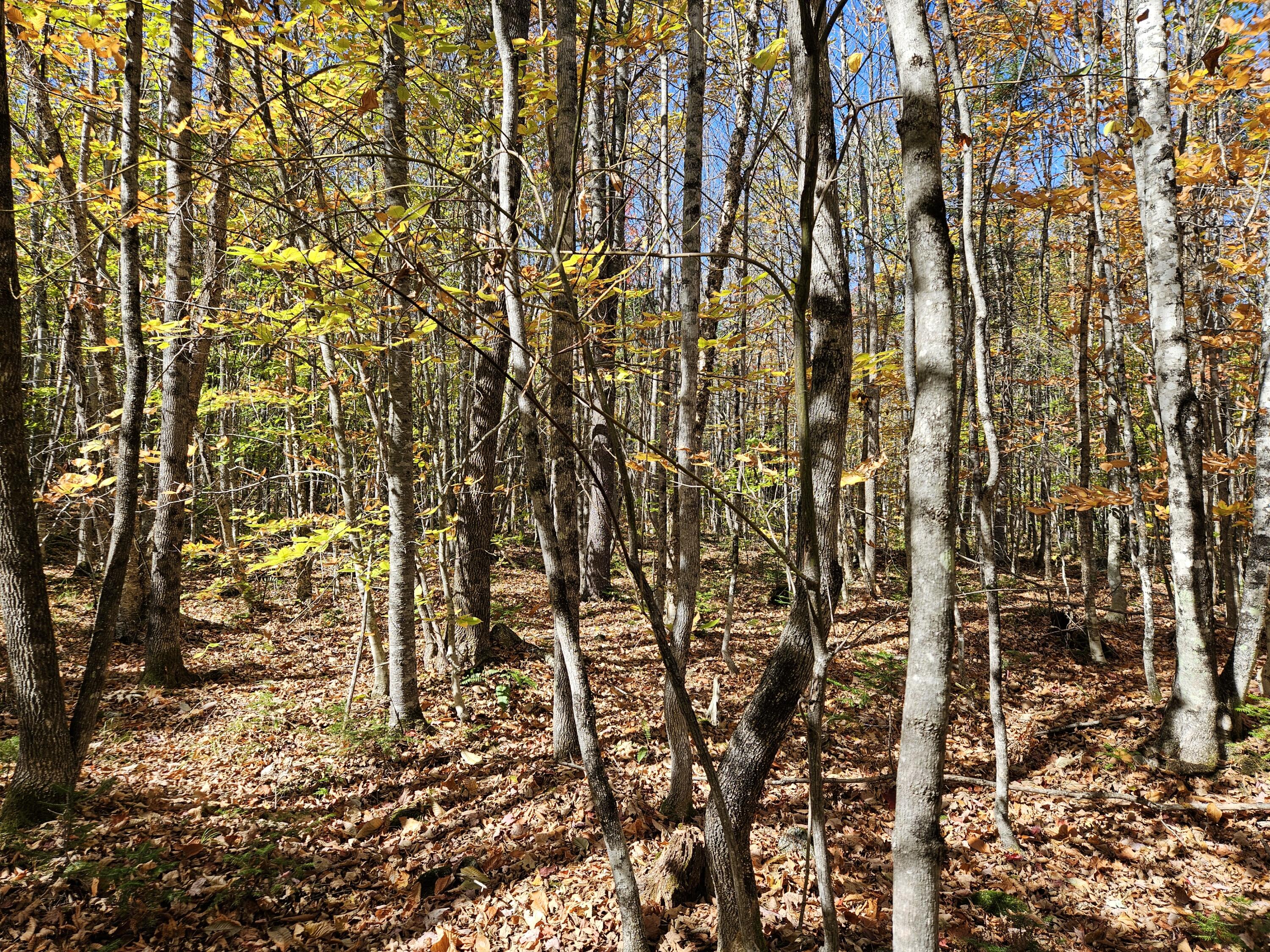 MR7 L31&37 Taylor Hill Road New Vineyard ME 04956