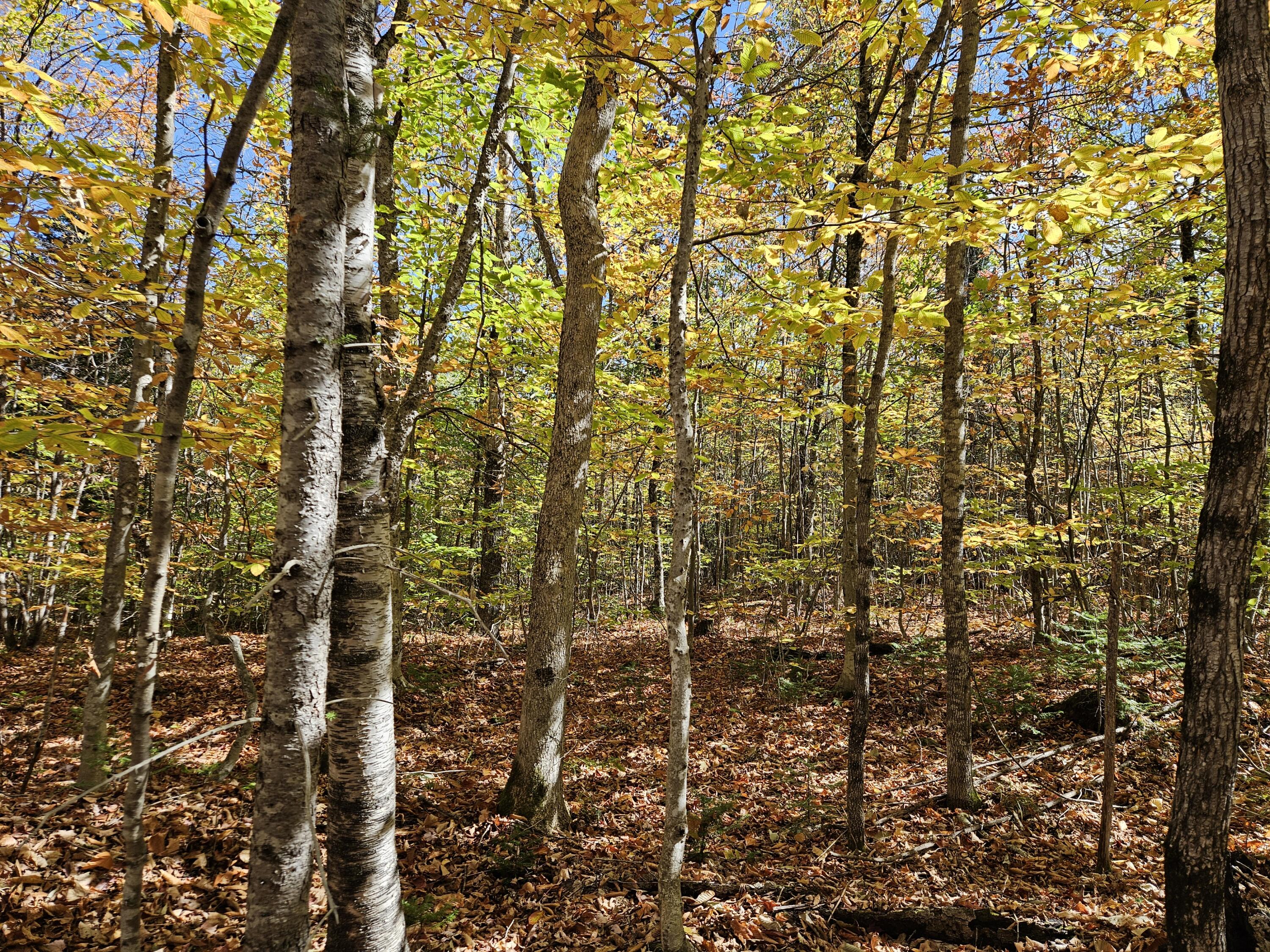 MR7 L31&37 Taylor Hill Road New Vineyard ME 04956