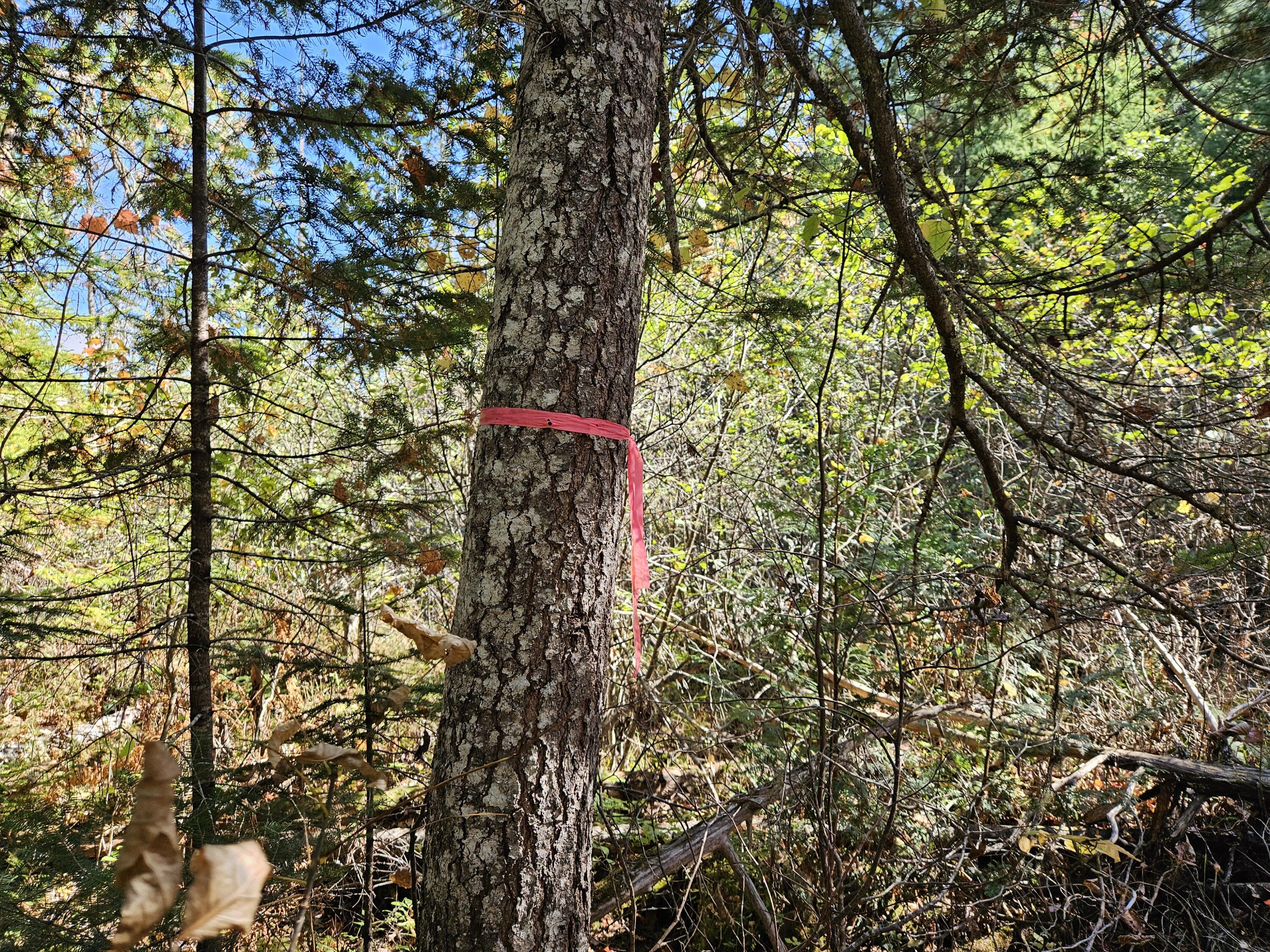 MR7 L31&37 Taylor Hill Road New Vineyard ME 04956