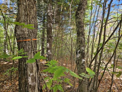 MR7 L31&37 Taylor Hill Road New Vineyard ME 04956