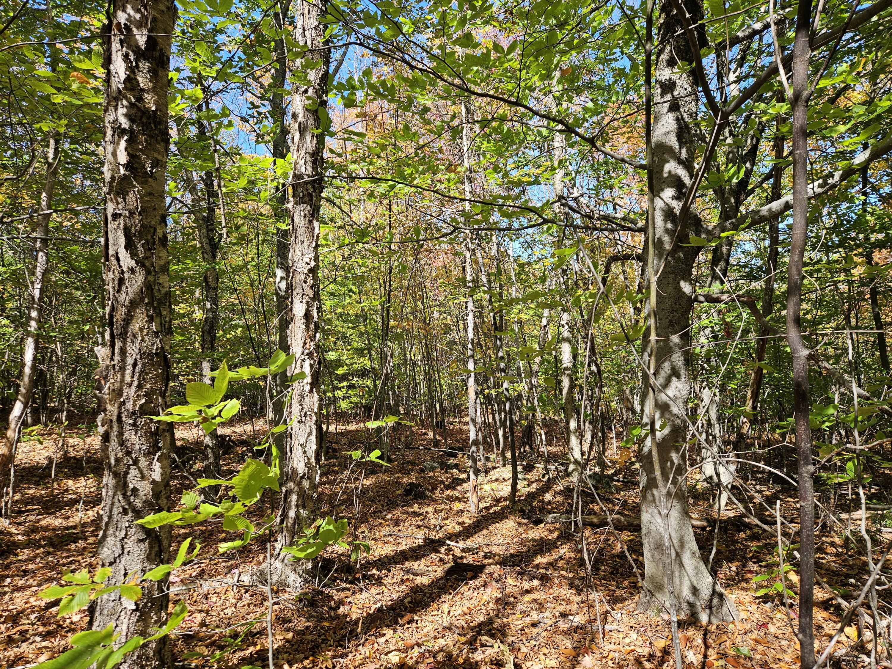 MR7 L31&37 Taylor Hill Road New Vineyard ME 04956