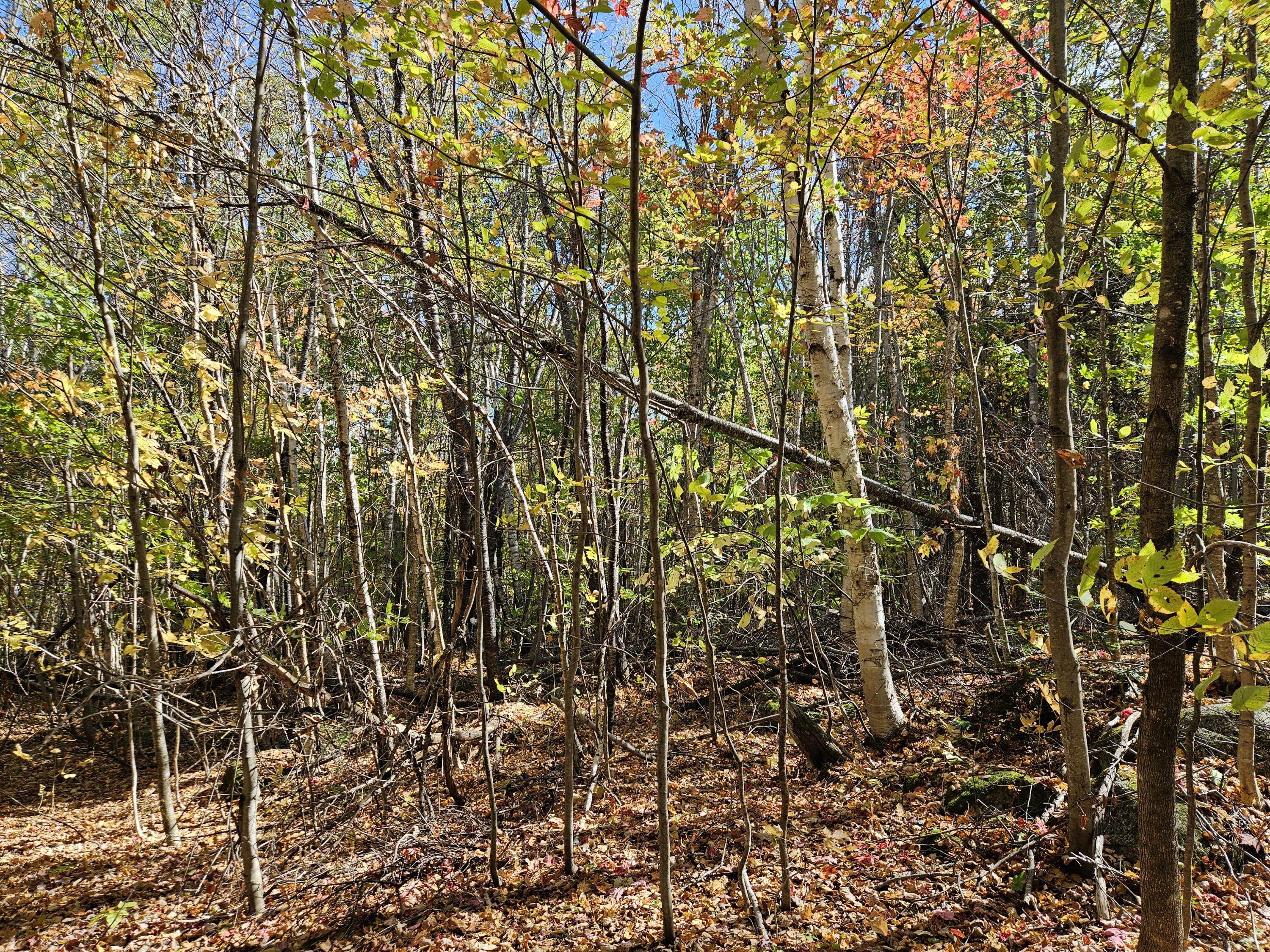 MR7 L31&37 Taylor Hill Road New Vineyard ME 04956