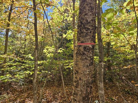 MR7 L31&37 Taylor Hill Road New Vineyard ME 04956