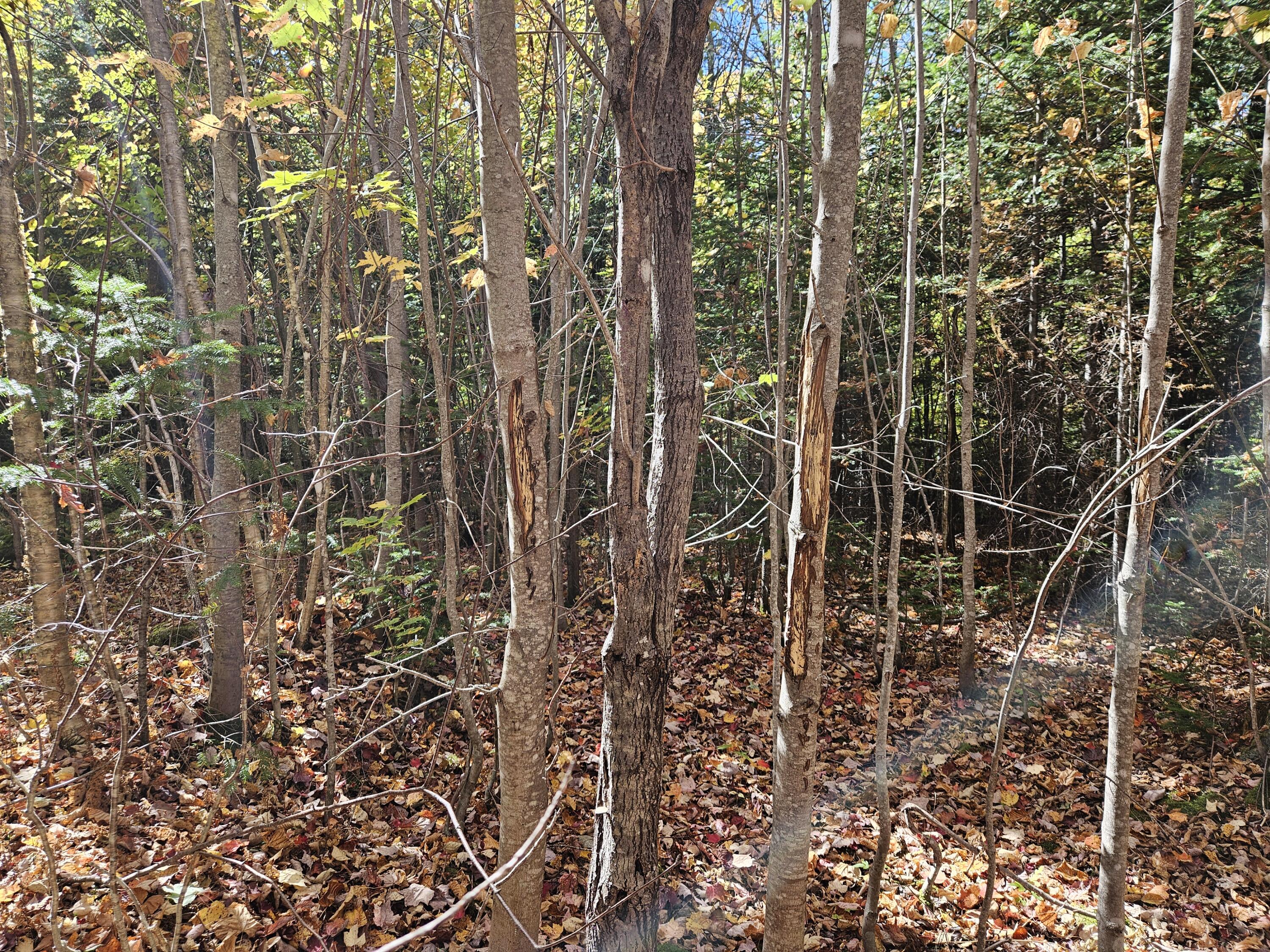 MR7 L31&37 Taylor Hill Road New Vineyard ME 04956