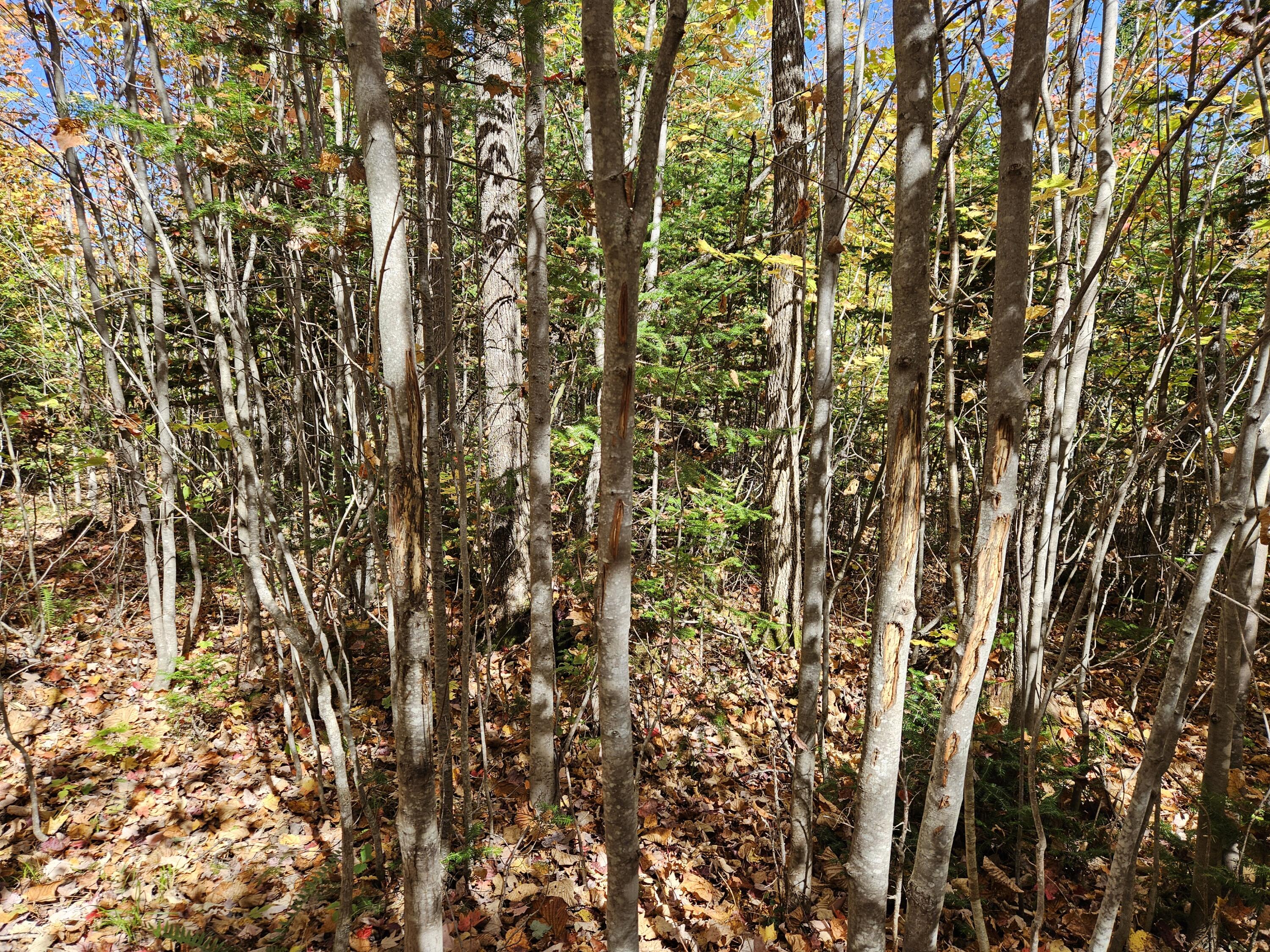 MR7 L31&37 Taylor Hill Road New Vineyard ME 04956