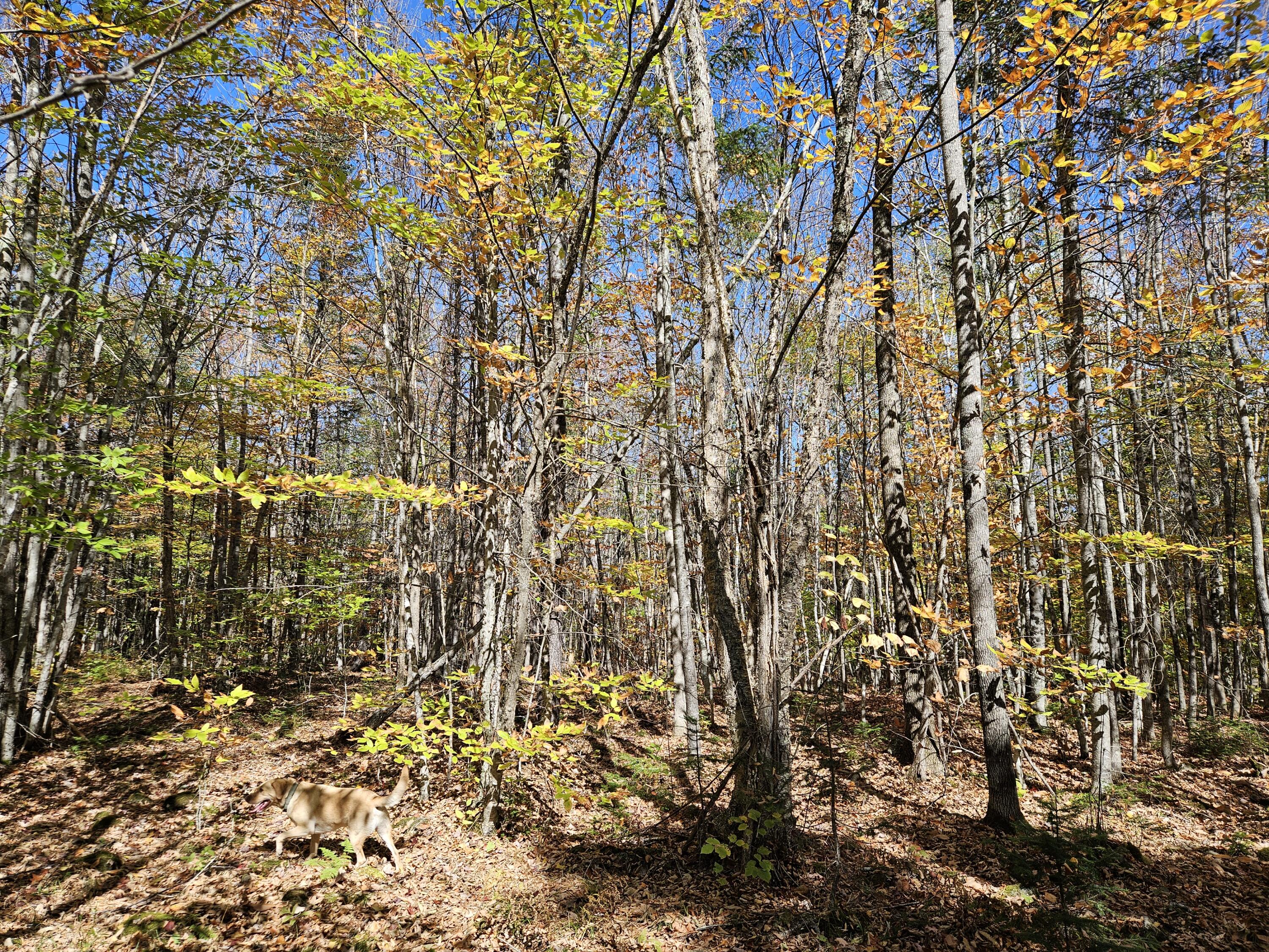 MR7 L31&37 Taylor Hill Road New Vineyard ME 04956