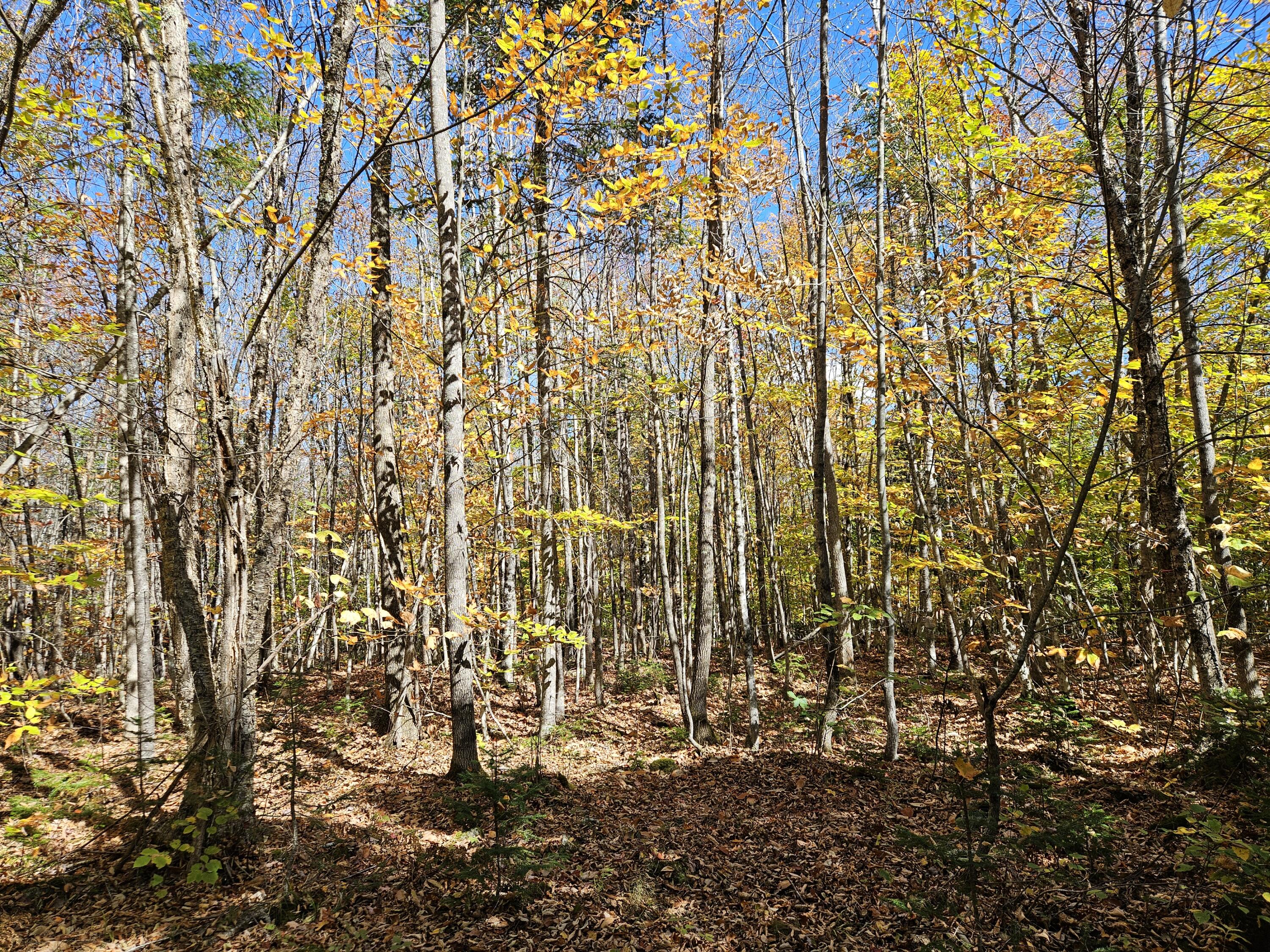 MR7 L31&37 Taylor Hill Road New Vineyard ME 04956