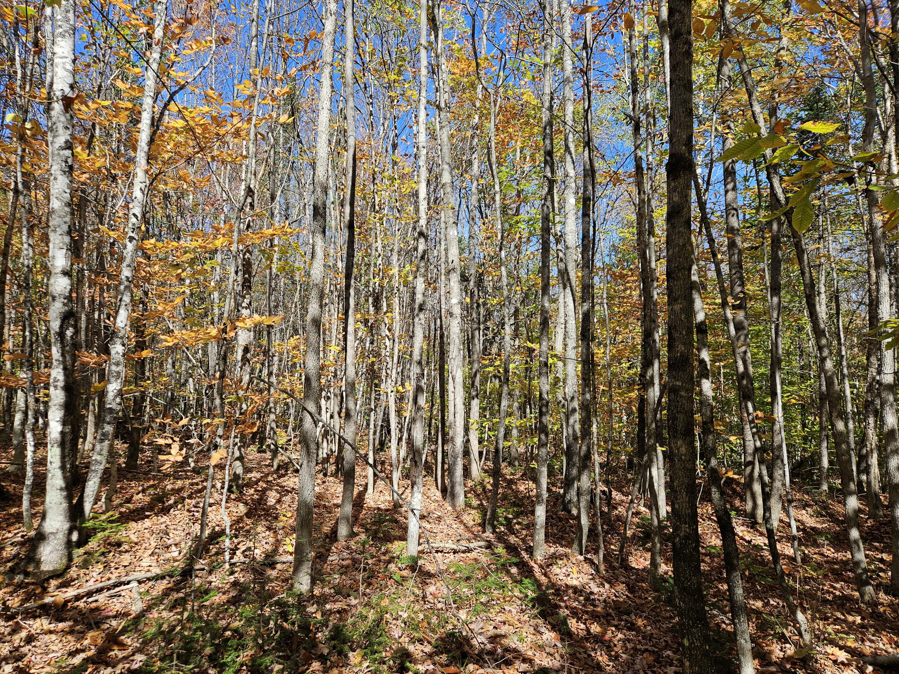 MR7 L31&37 Taylor Hill Road New Vineyard ME 04956