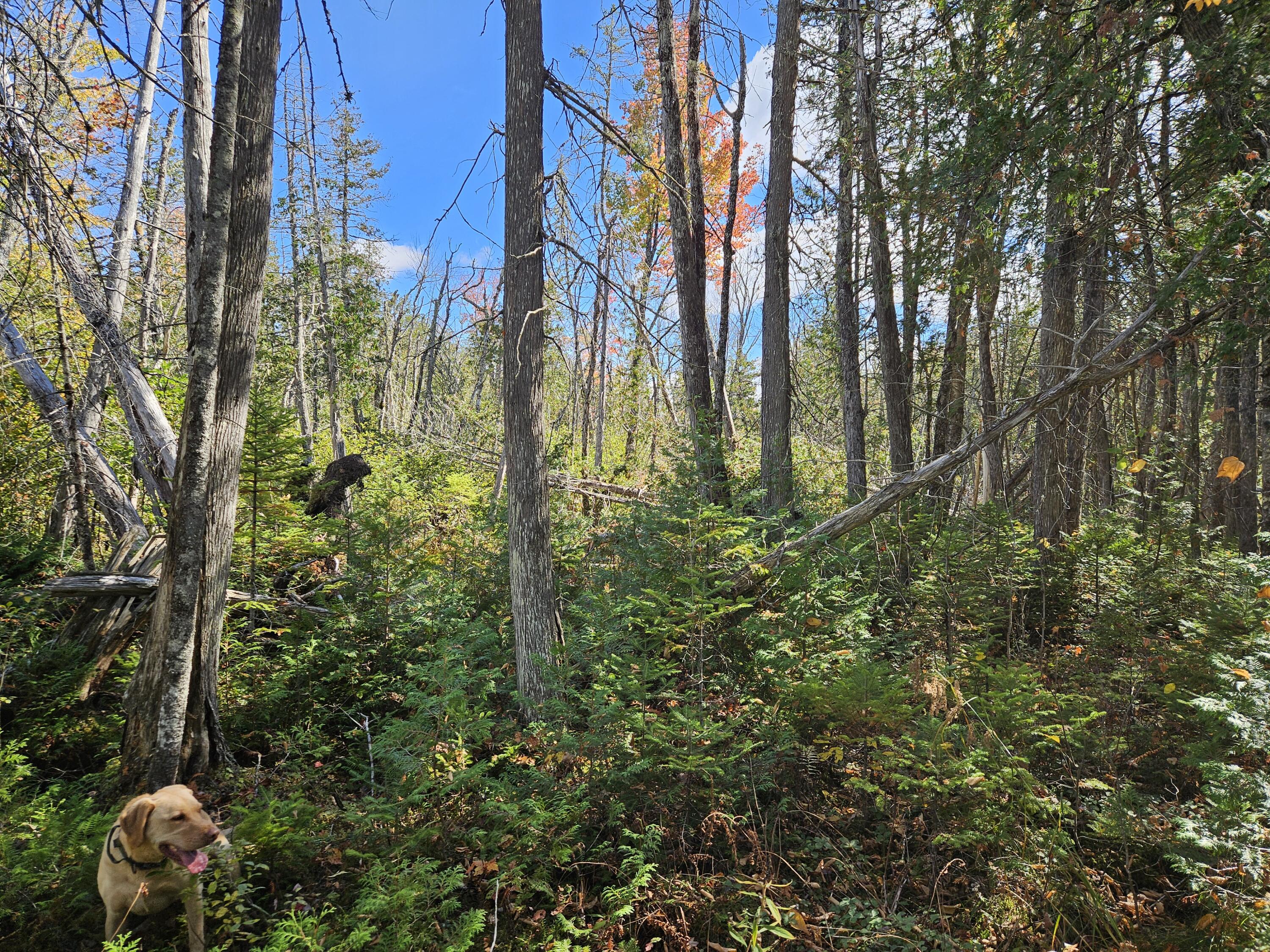 MR7 L31&37 Taylor Hill Road New Vineyard ME 04956