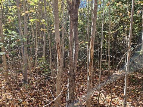 MR7 L31&37 Taylor Hill Road New Vineyard ME 04956