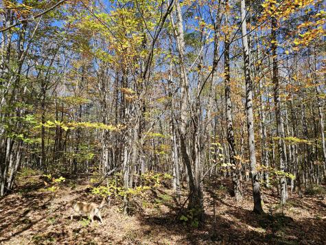 MR7 L31&37 Taylor Hill Road New Vineyard ME 04956