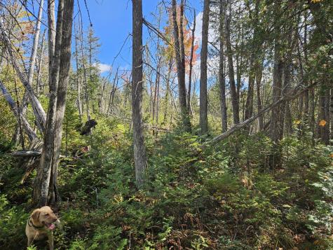 MR7 L31&37 Taylor Hill Road New Vineyard ME 04956