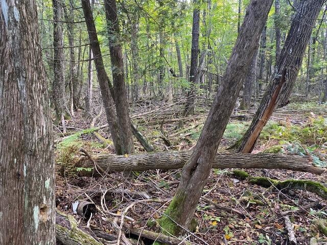 Tbd Dexter Road Saint Albans ME 04971