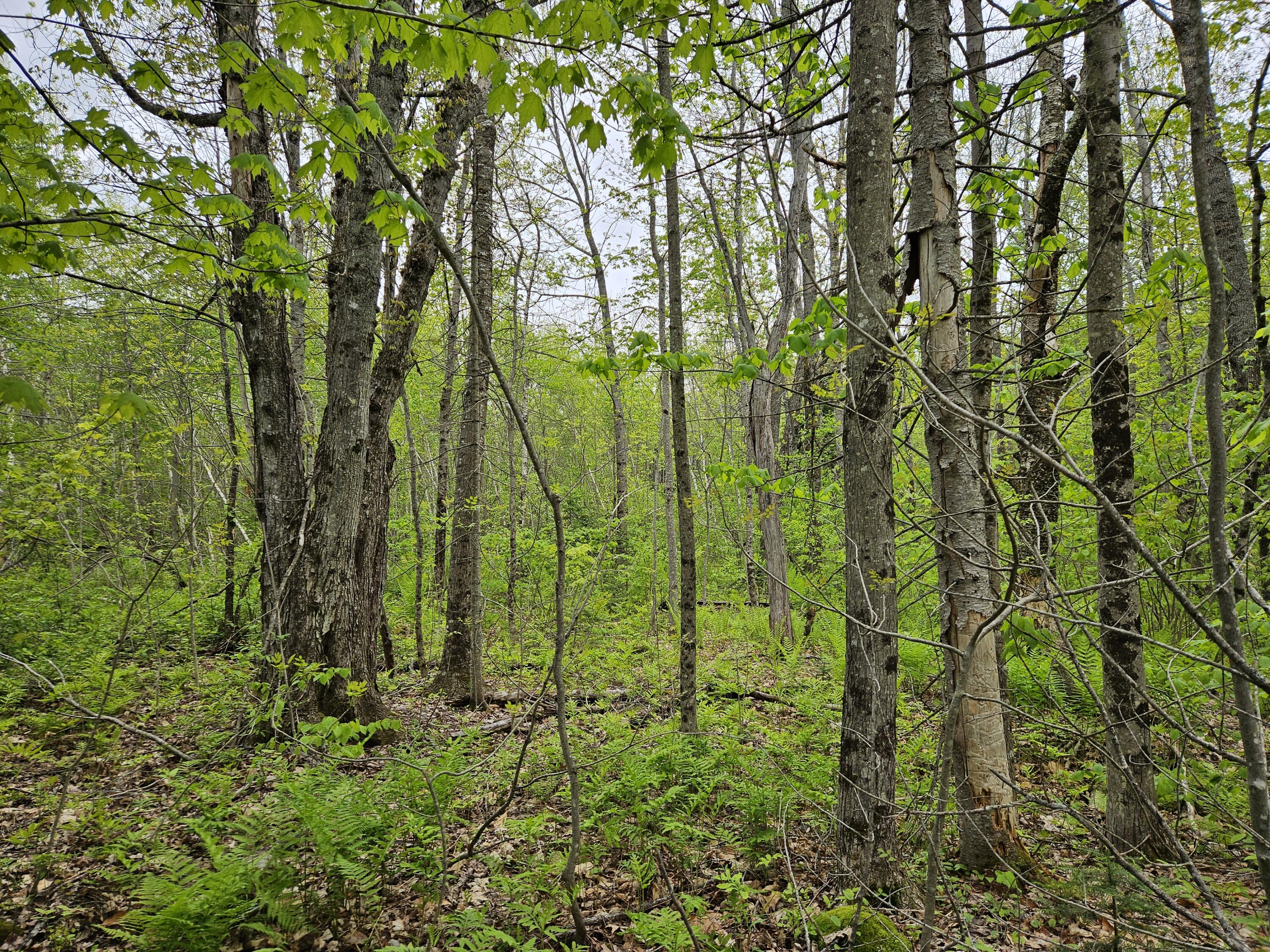 681 Mile Hill Road New Sharon ME 04955