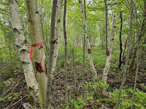 681 Mile Hill Road New Sharon ME 04955